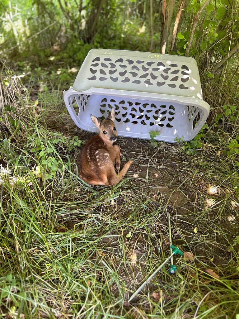 Ein gerettetes Kitz liegt im Revier neben der Transportbox